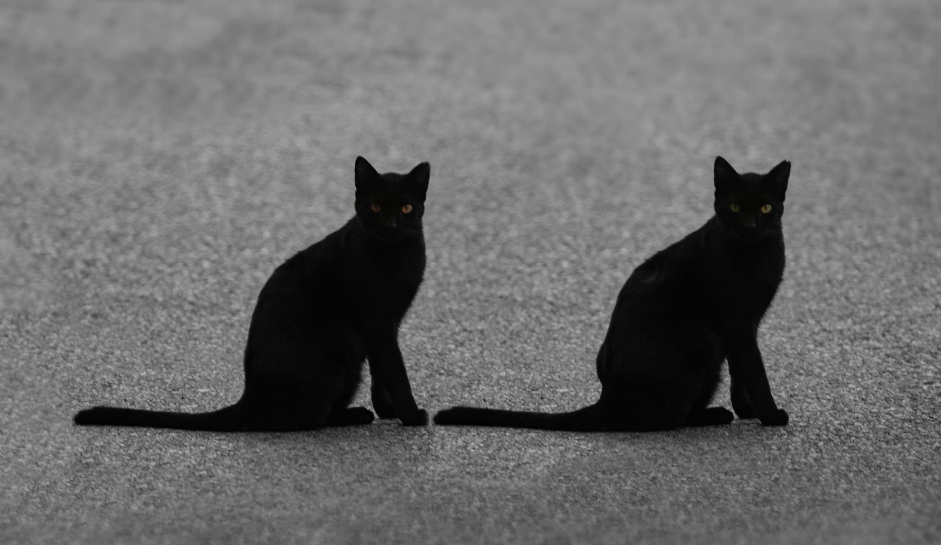a couple of black cats sitting next to each other from Viktor Talashuk